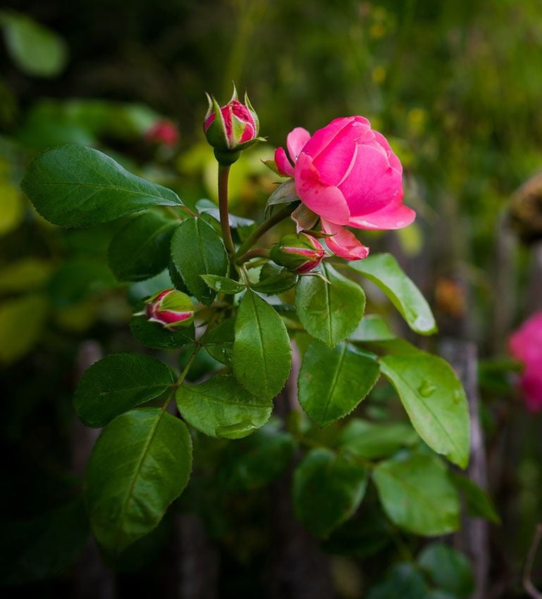 cultivar rosas 4