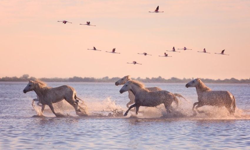 Caballos y flamencos en la Camarga