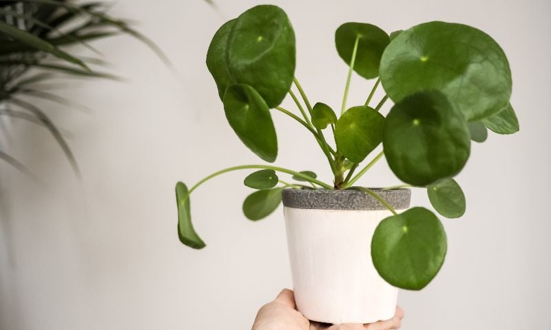 pilea planta