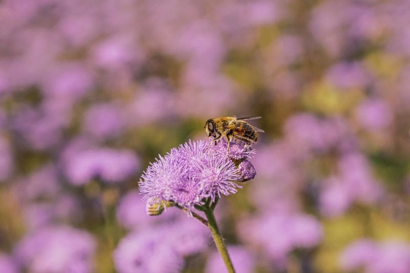 planta agerato damasquino ageratum hola decoracion 03