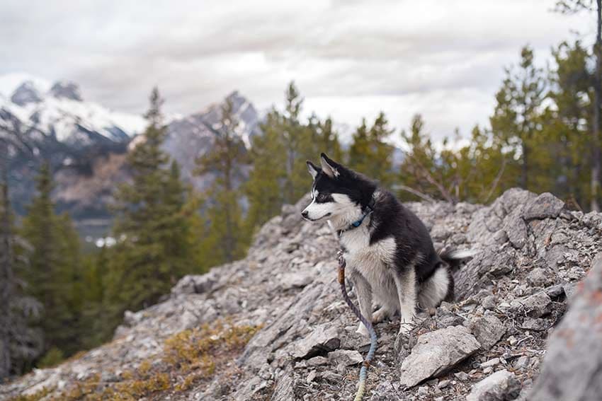 06 perro logo pomsky