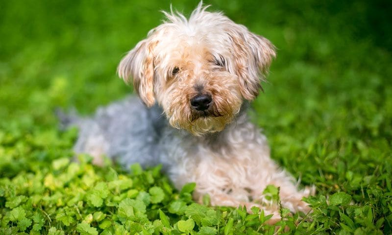 yorkiepoo1