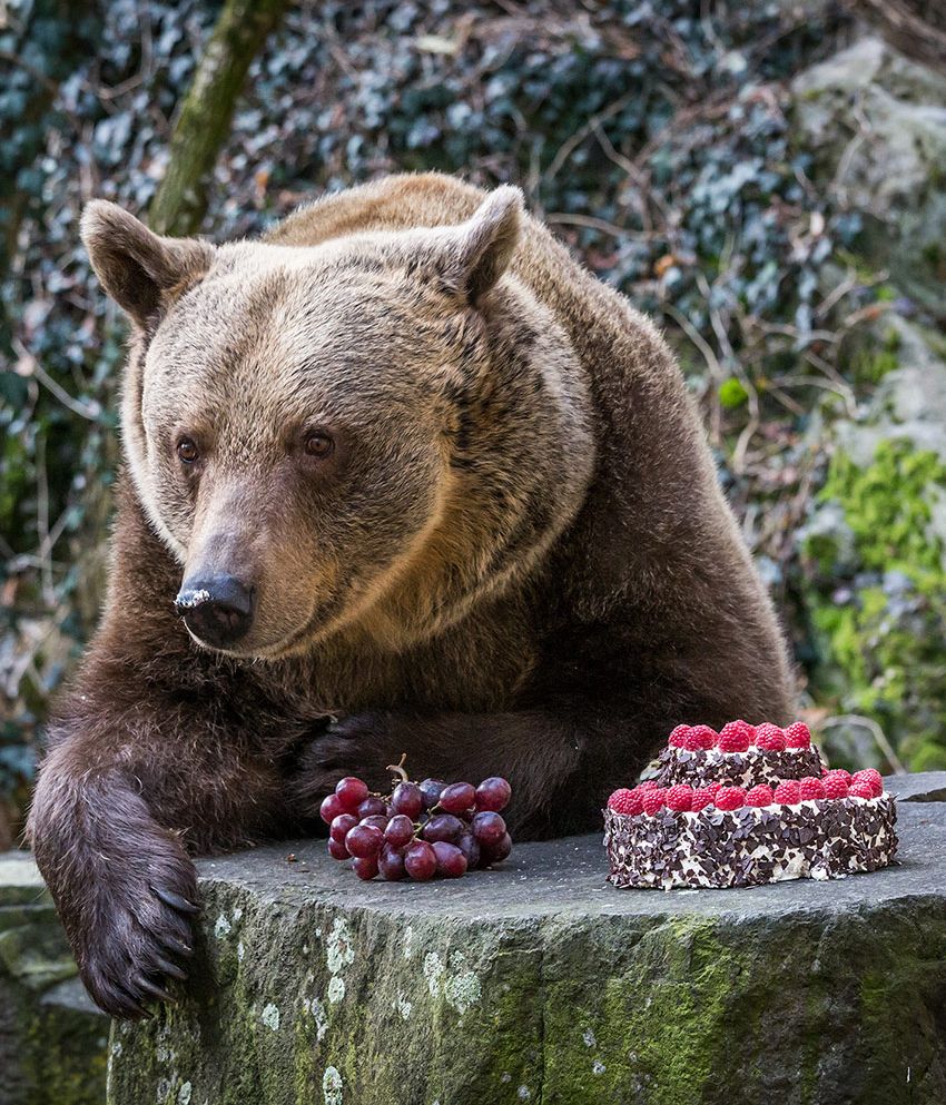 Osos comiendo dulces en el castillo en Český Krumlov   