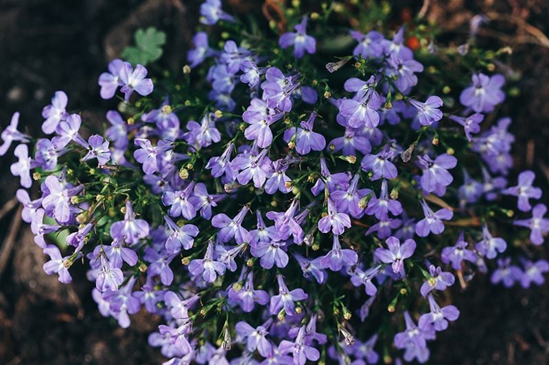 cuidados lobelia 10a