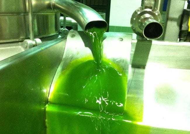 Al ser obtenidos a partir de la extracción de las primeras aceitunas, los AOVES tempranos presentan un atractivo color verde. No obstante, el color de un aceite no es un factor que se tenga en cuenta a la hora de determinar su calidad.
