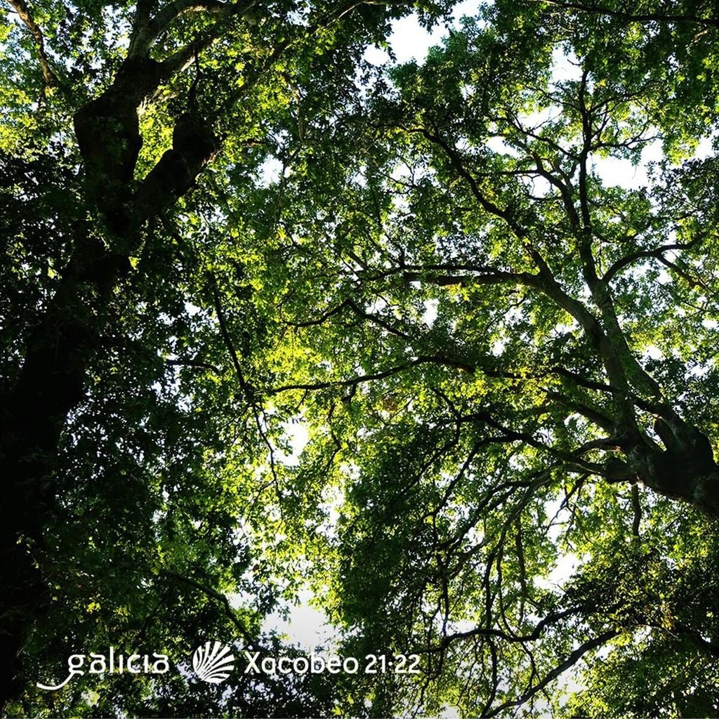 bosque de fraga de catas s pontevedra 