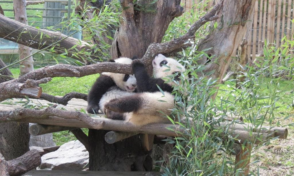 el zoo de madrid celebra su 50 aniversario con la imagen m s entra able de la semana santa los gemelos de panda gigante you you y jiu jiu