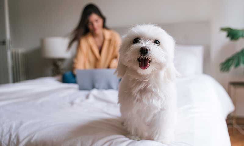 razas de perro bichon