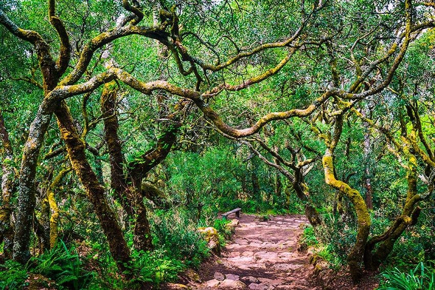 Camino en el magnífico bosque de Bussaco en Portugal