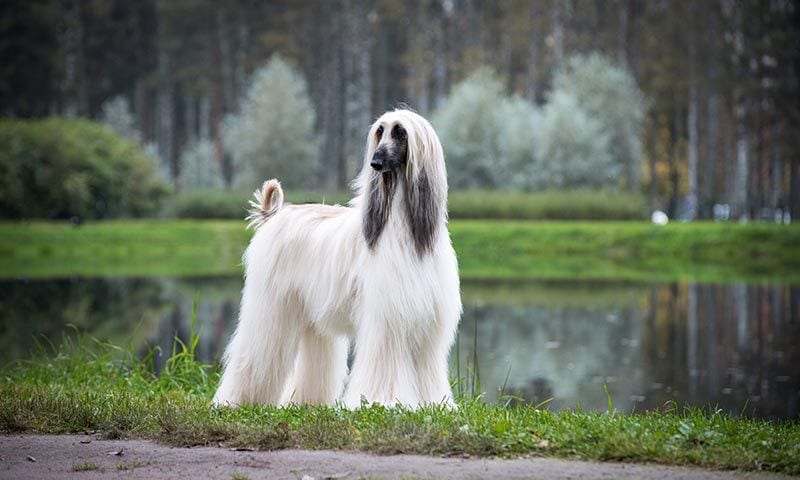 galgo afgano