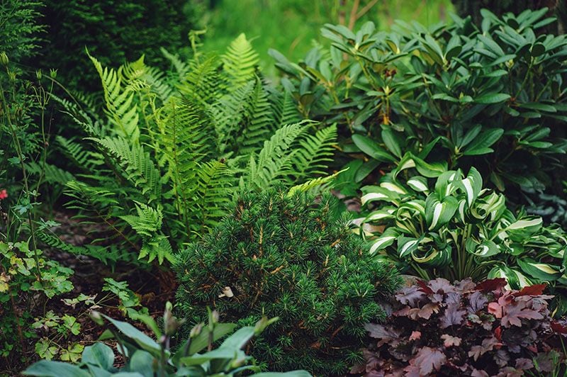 plantas jardines sombra 2