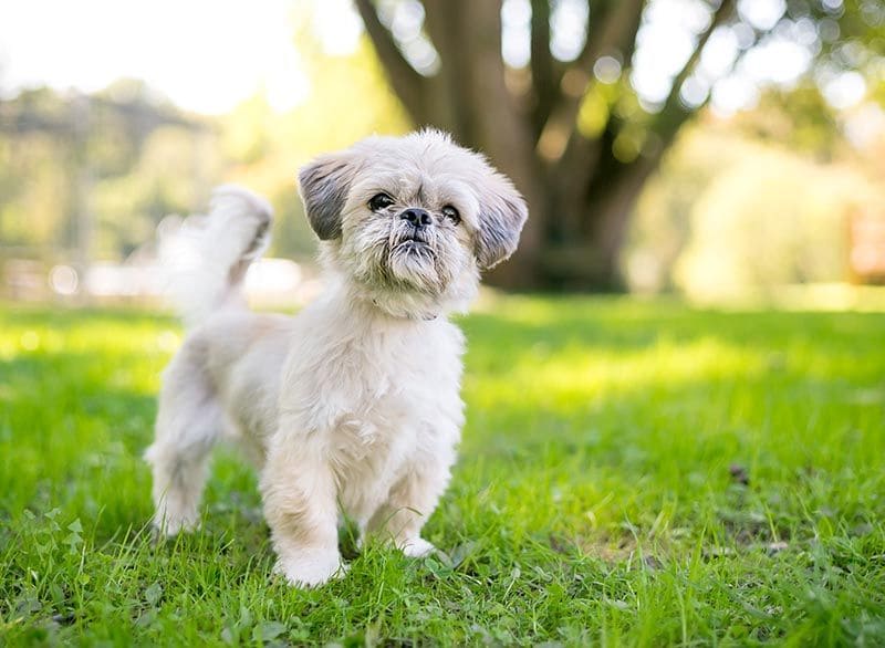 Shih Tzu AdobeStock_204561895