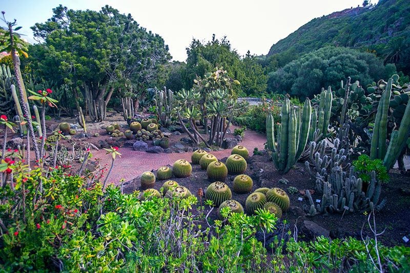 jardin-botanico-las-palmas-de-gran-canaria