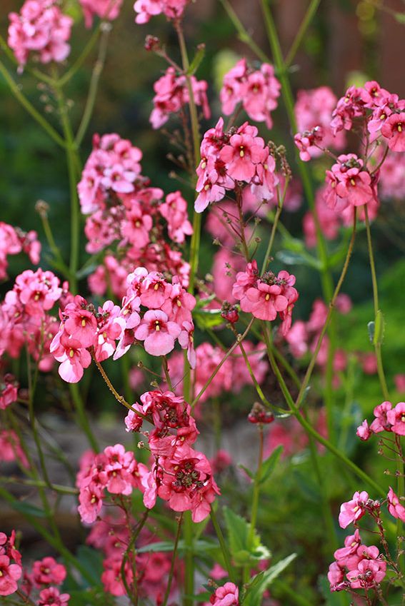 nemesia cuidados 8