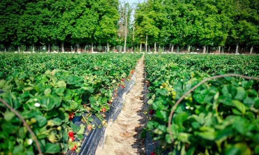 fresas de aranjuez