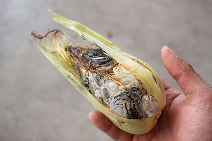 huitlacoche