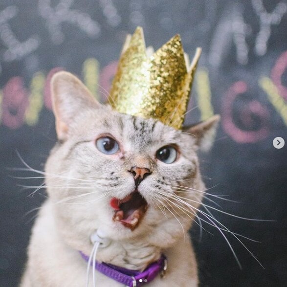 El gato \"casi perfecto\" tiene millones de seguidores en Instagram