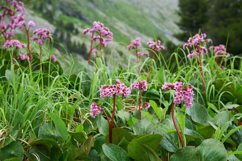 cultivo hortensia invierno bergenia hola decoracion 03