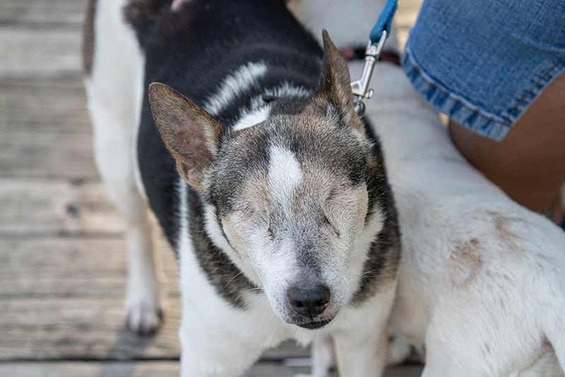 09 perros ciegos consejos mejorar calidad vida