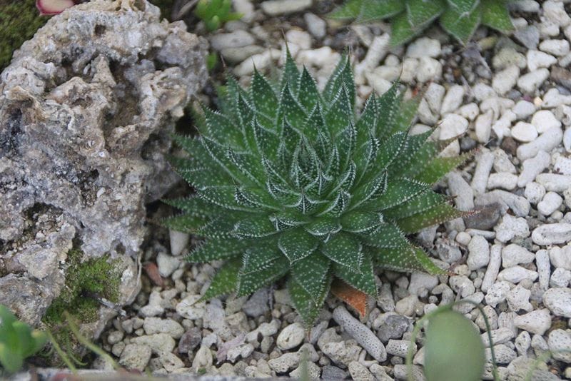 planta antorcha aloe aristata hola decoracion 02