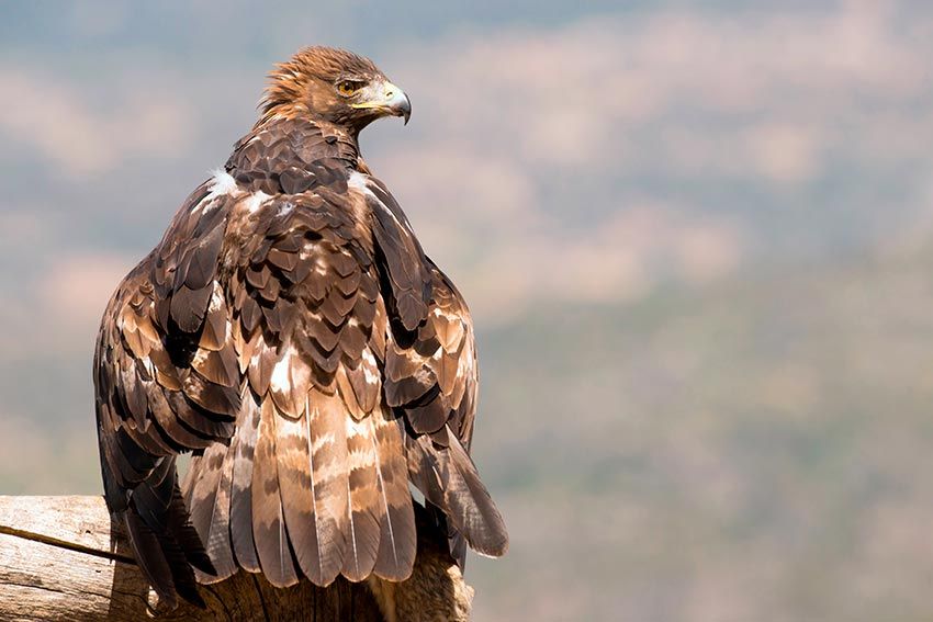 iruelas-aguila-dorada