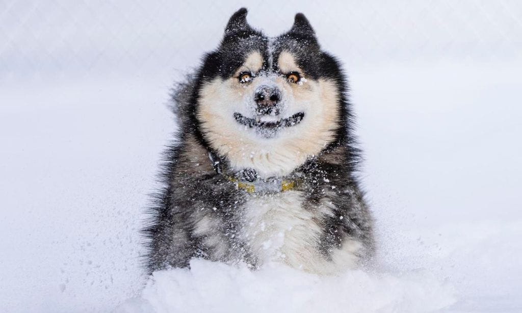 dashing through the snow de marko jovanovic estados unidos 