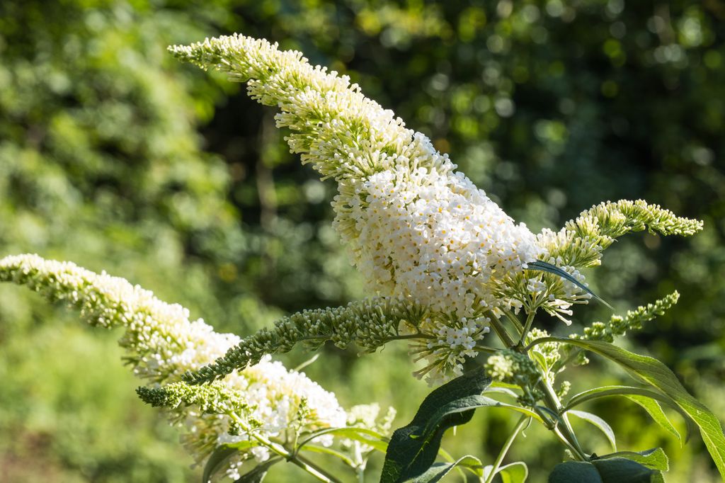 Buddleia davidii with white flowers