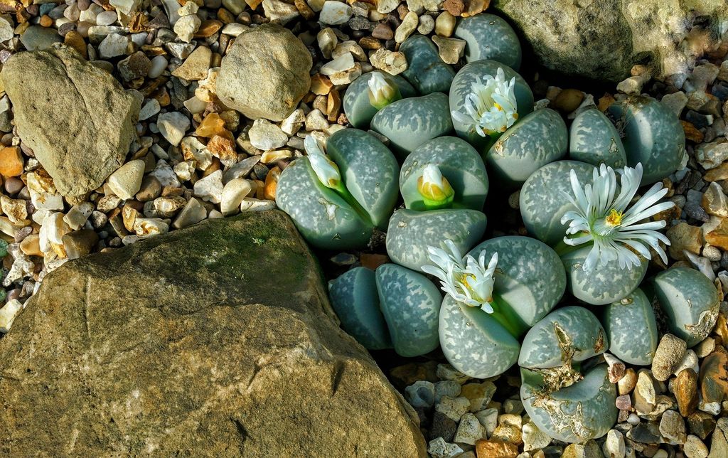 Lithops o piedras vivas