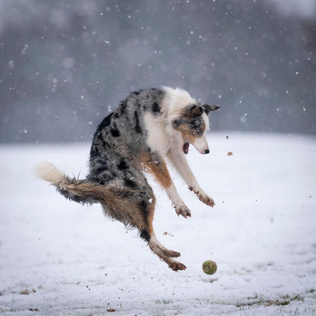 revenge of the tennis ball de christopher johnson reino unido 