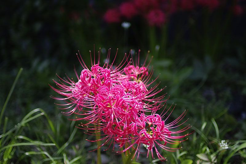 cultivar lycoris radiata 7