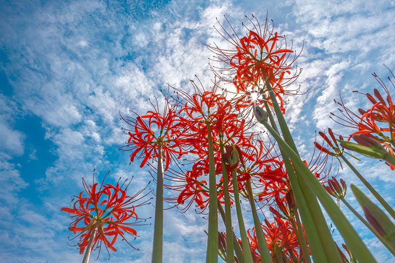 cultivar lycoris radiata 3