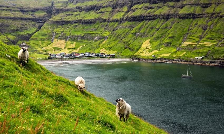 ovejas cerca del pueblo de tjornuvik en la isla streymoy islas feroe