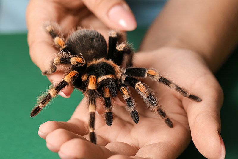 05 tener tarantula como mascota