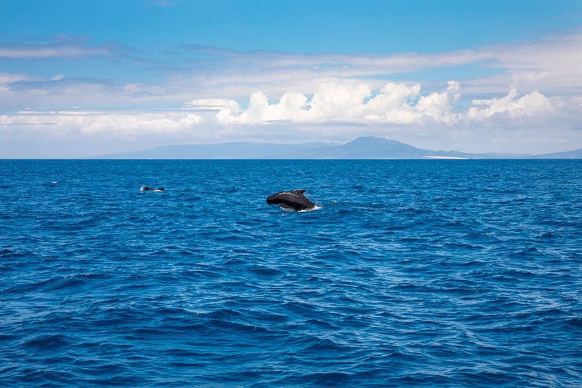 estrechogibraltar cetaceos