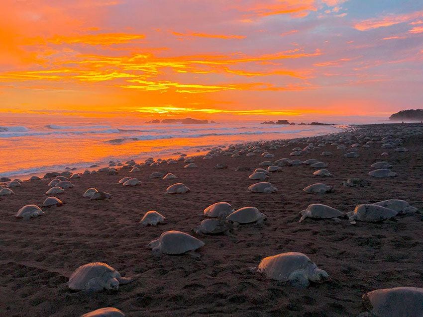 Tortugas en el Refugio Nacional de Vida Silvestre Ostional