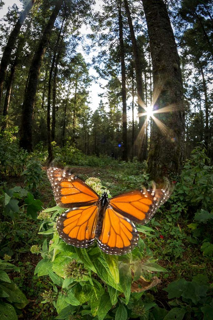 Michoacan mariposas.monarca