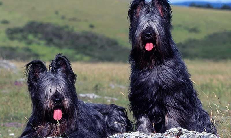 perro pastor de brie