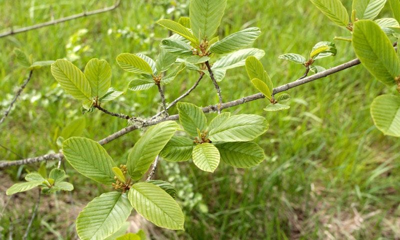 cascara sagrada