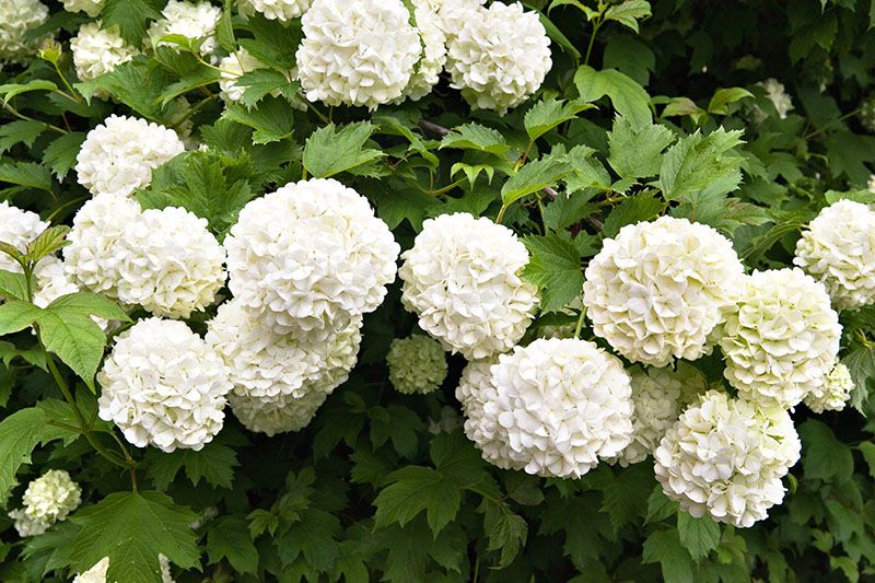 cultivar hortensias 3