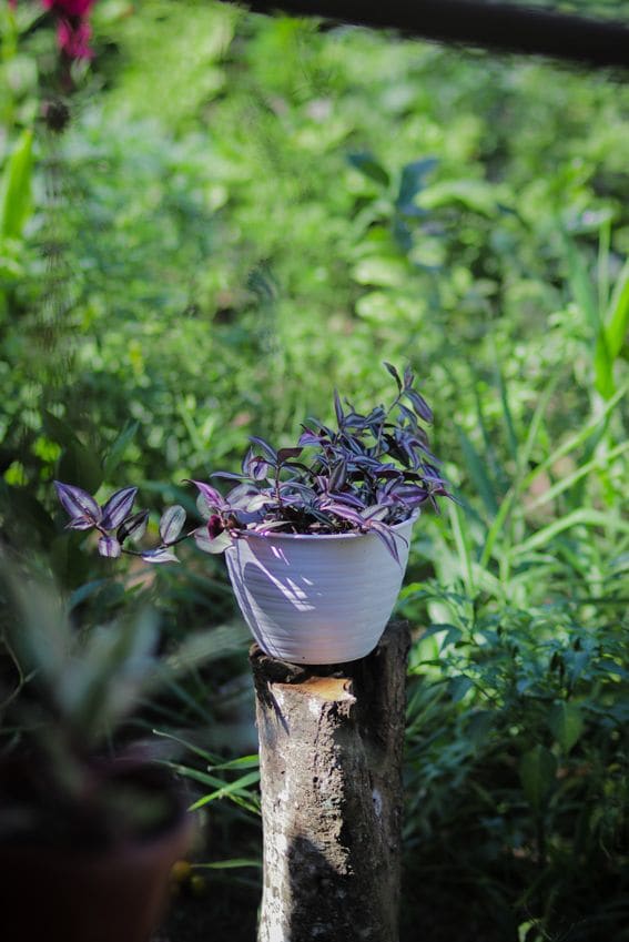 zebrina pendula cuidados planta interior hola decoracion 03