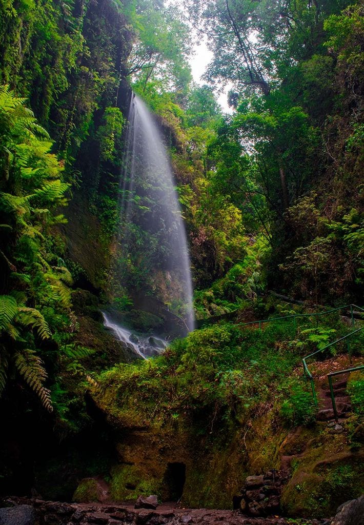 la palma bosque de los tilos