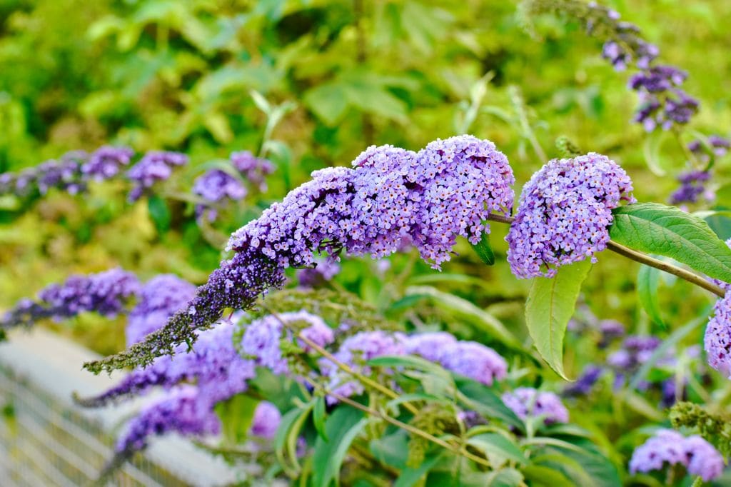 Buddleia davidii 