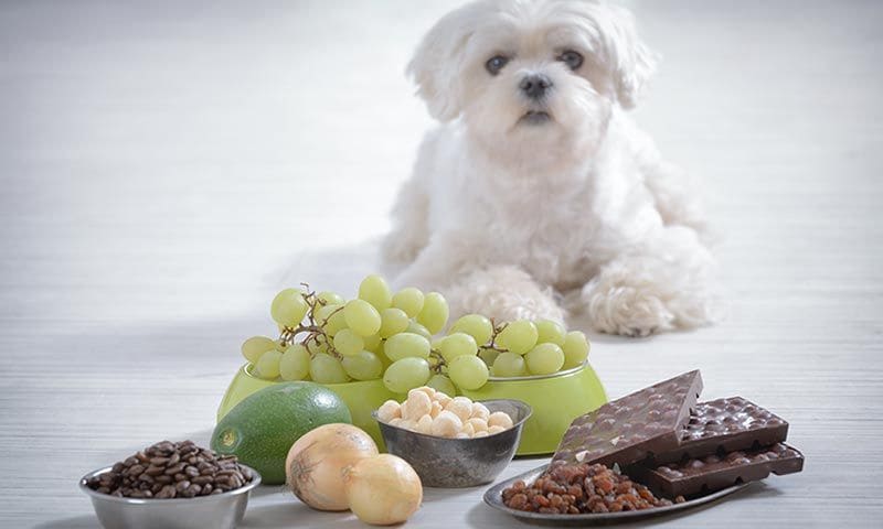 alimentos prohibidos mascotas