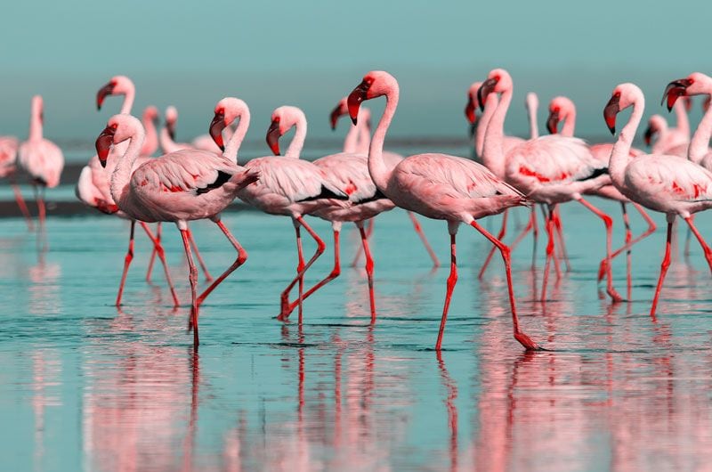 flamencos