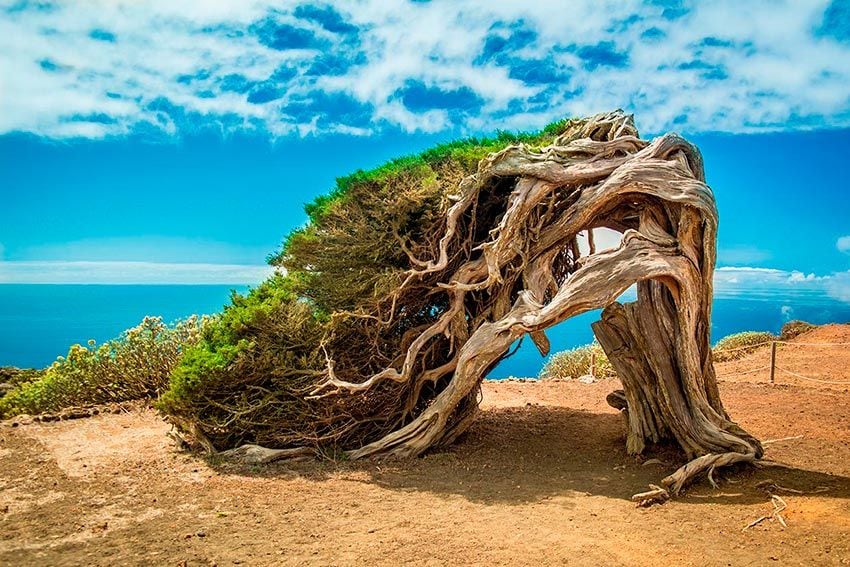 Sabina de El Hierro, Islas Canarias