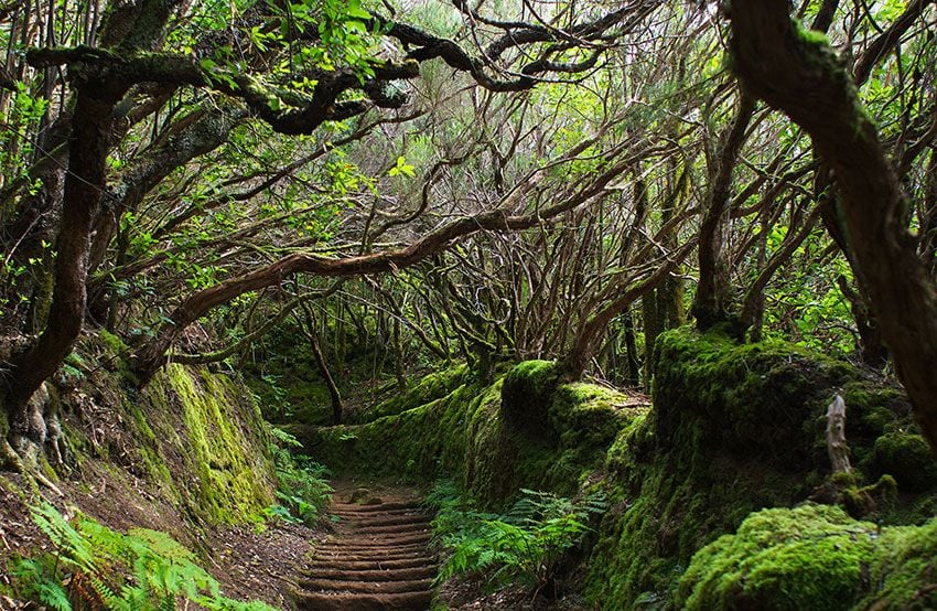 Bosques de Tenerife, naturaleza