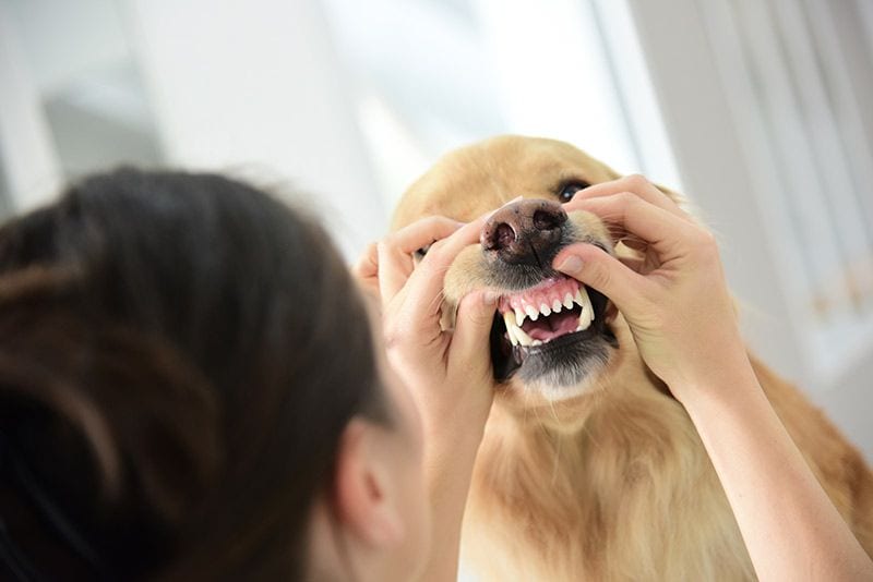 05 problemas dentales mascotas perros gatos