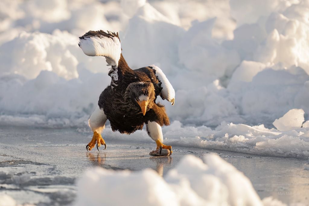 The speed skater