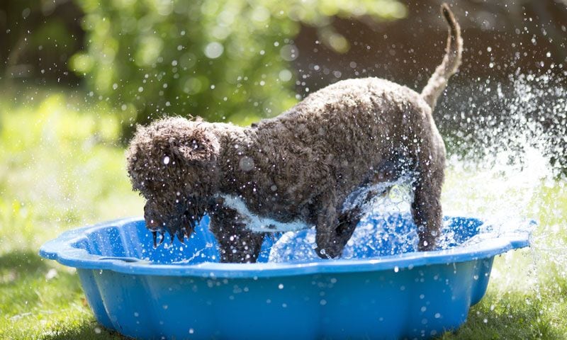 perro de agua