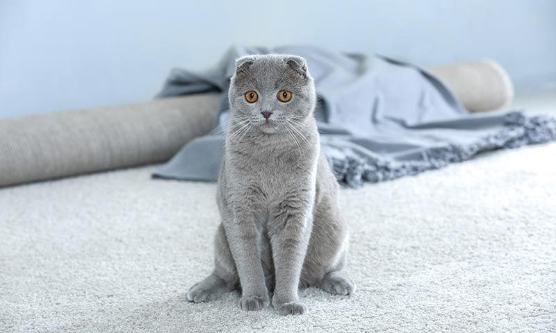 scottish fold